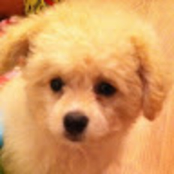 Meet your Posher, Nicole - Picture 1 of 1